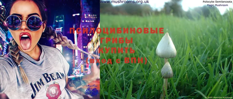 Псилоцибиновые грибы Cubensis  Ермолино 